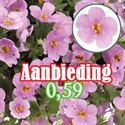 Bild von Bacopa P12 "Actie" Pink